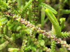 Crassula muscosa