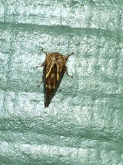 Ophiderma evelyna