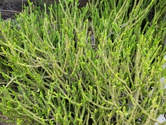 Crassula muscosa