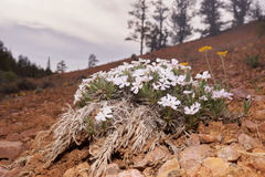 Phlox gladiformis