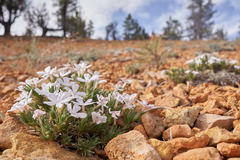 Phlox gladiformis