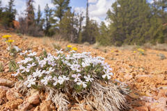 Phlox gladiformis