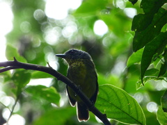 Dysithamnus stictothorax