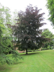 Fagus sylvatica