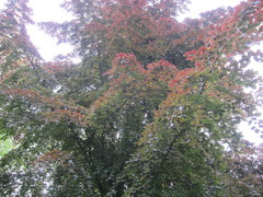 Fagus sylvatica
