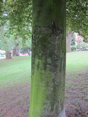 Fagus sylvatica