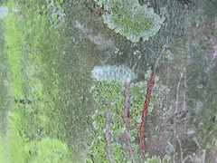 Lecanora