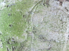 Hyperphyscia adglutinata