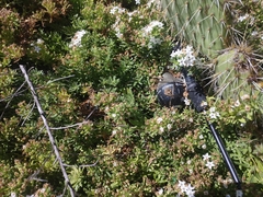 Myoporum parvifolium