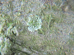 Hyperphyscia adglutinata