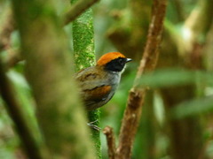 Conopophaga melanops