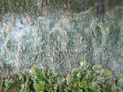 Lecanora