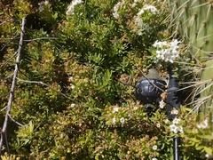 Myoporum parvifolium