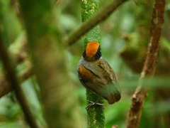 Conopophaga melanops