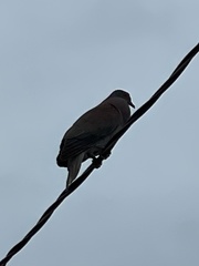 Patagioenas cayennensis