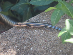 Plestiodon fasciatus