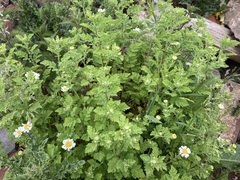 Tanacetum parthenium
