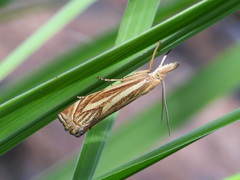 Xanthocrambus lucellus