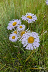 Erigeron formosissimus