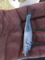 Menticirrhus americanus