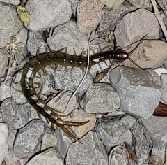 Arthrorhabdus pygmaeus