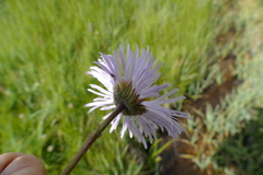 Erigeron formosissimus