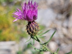 Centaurea aspera aspera