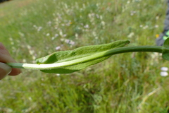 Erigeron formosissimus