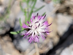 Centaurea aspera aspera