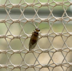 Peripsocidae