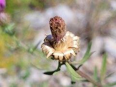 Centaurea aspera aspera