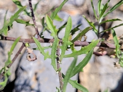 Centaurea aspera aspera
