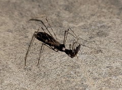 Stenolemoides arizonensis