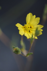 Lagophylla glandulosa