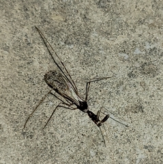 Stenolemoides arizonensis