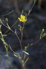 Lagophylla glandulosa