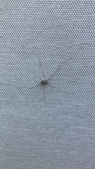 Dicranopalpus ramosus