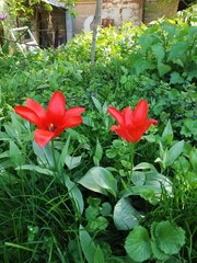 Tulipa greigii