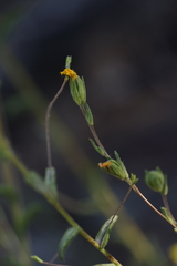 Lagophylla glandulosa