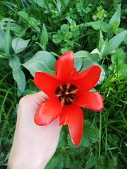 Tulipa greigii