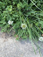 Trifolium repens