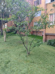 Angiospermae