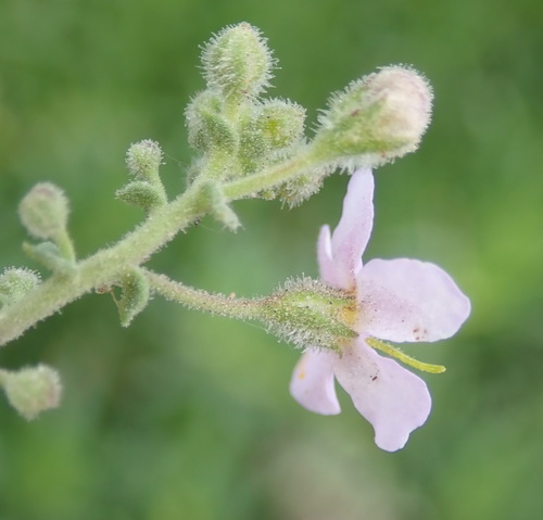 Chaenostoma caeruleum (Chaenostoma caeruleum)