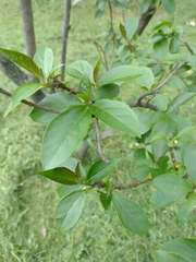 Angiospermae