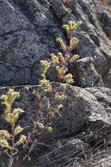 Phacelia egena