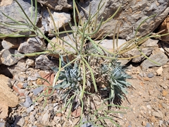 Matthiola incana incana