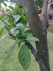 Angiospermae
