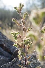Phacelia egena