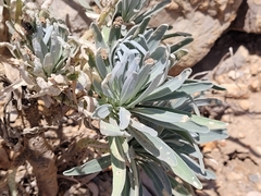 Matthiola incana incana