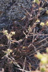 Phacelia egena